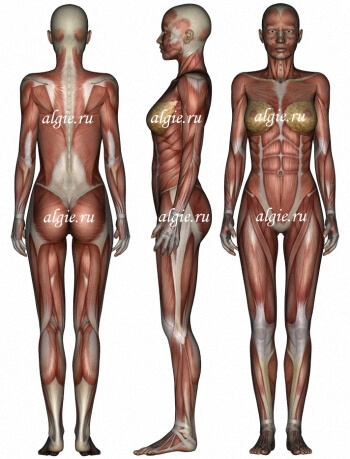 myofascia1